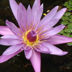 800px-Lotus_Flower_at_GSS